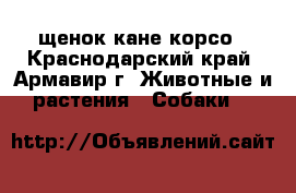 щенок кане корсо - Краснодарский край, Армавир г. Животные и растения » Собаки   